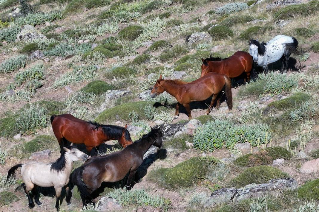 Konya Ovası’na bakan zirvede yılkı atlarıyla büyüleyici manzara 15